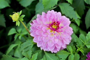 Big pink dahlia with red petal, small yellow bud and green leaves on black background