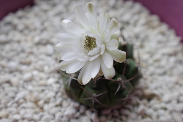 Fototapeta na wymiar the white cactus flower
