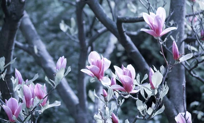 Crédence de cuisine en verre imprimé Magnolia Background with blooming pink magnolia flowers