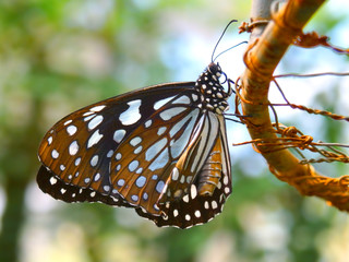 Butterfly black wings blue dots pattern on rusted steel wire, green leafy foliage bokeh background