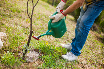 Senior man in his garden. He is watering seedlings.