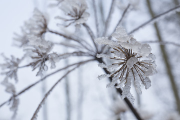 Frost covered flower