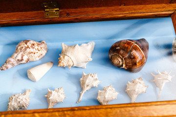 Showcase with different exhibits of sea shells and corals