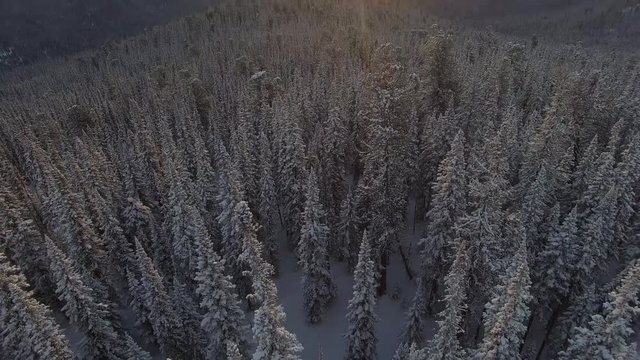 Winter forest. The camera flies over the trees. Mountains in the background. Siberia. Mountain system Sayan. Aeryal View.