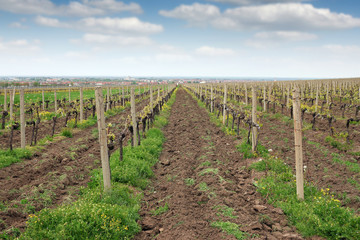 Fototapeta na wymiar Vineyard landscape spring season agriculture