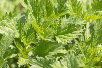 Young leaves of nettle