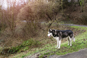 Siberian husky dog in spring city park