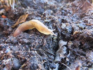 Lumacotto (lumaca senza cuscio)