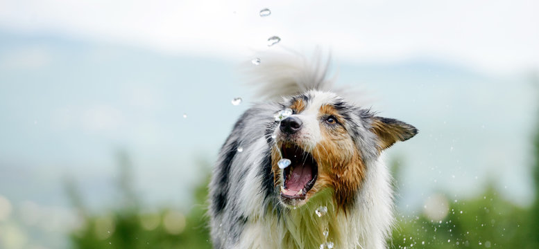 Nasser Hund spielt im sommerlichen Garten gl&uuml;cklich mit Wassertropfen.