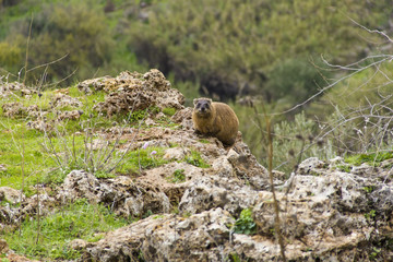 Rock hyrax in natural habitat