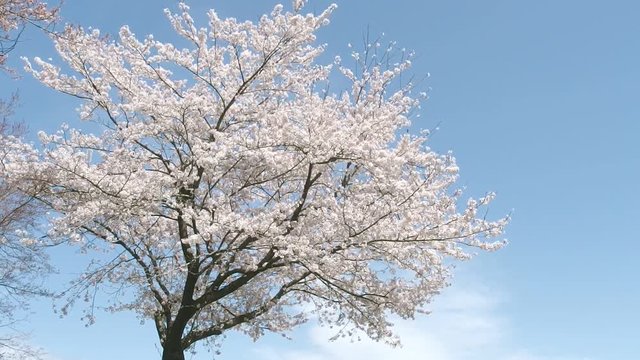 青空を背景に風に揺れる満開の桜の花