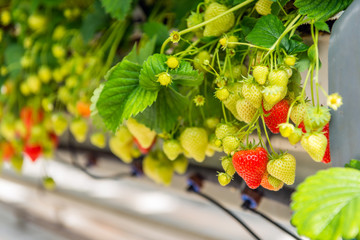 Ripening strawberries grown without soil in modern Dutch horticulture business © Ruud Morijn