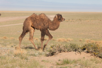 Small white camel