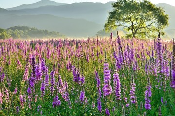 湖畔の花園・高原の夏花