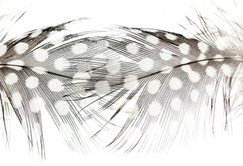 Black feathers of a bird with white spots on a white background