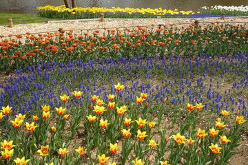 チューリップ畑