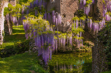 Glicine fiorite tra le rovina dello splendido giardino di ninfa in Lazio © Buffy1982