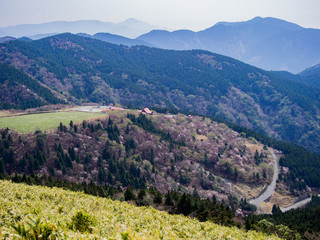 天城高原のマメザクラ