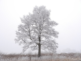 samotne oszronione drzewo w mrożny zimowy poranek - obrazy, fototapety, plakaty