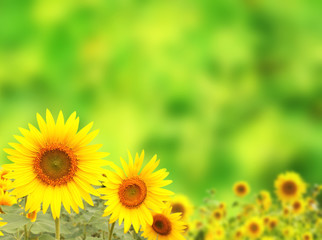 Obraz premium Bright yellow sunflower on green background