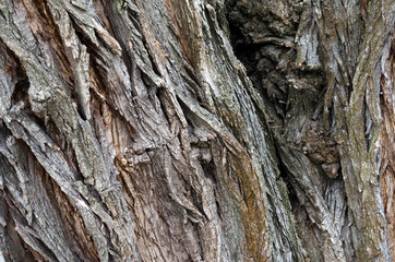 Wooden bark background