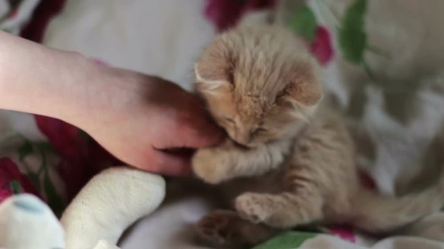 A small fluffy red kitten plays on bed
