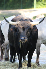 TIERE_2142_Auerochse