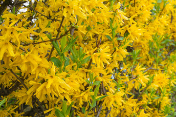 Beautiful Spring Flowers Outdoors Yellow