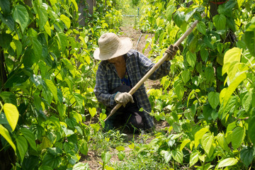 Asiatische Seniorin arbeitet Landwirtschaft
