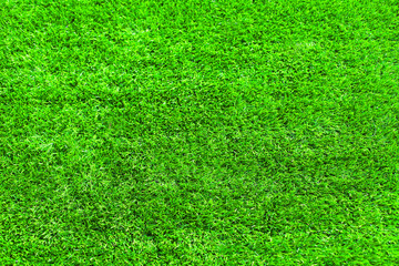 Green grass texture for background, empty copy space, nature abstract photo