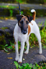 Smooth-haired fox terrier