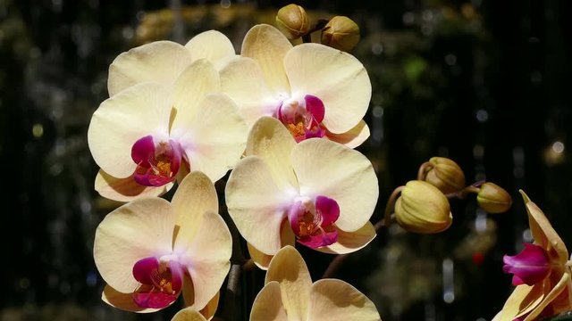 Orchids Phalaenopsis Doritaenopsis on the background of a waterfall.