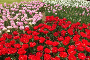 チューリップ畑