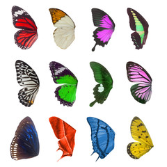 Set of butterfly wings isolated on white background