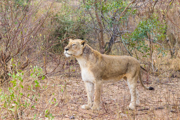 Lion from Kruger National Park, South Africa