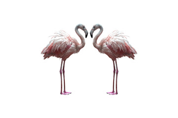 flamingo isolated on white background, lovey bird