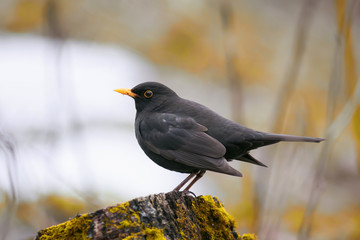 Blackbird stands on a green wooden stump in spring Park