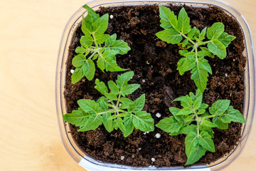 Green seedling of tomatoes growing out of soil
