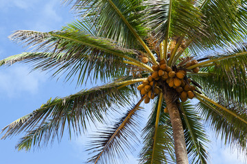 Fototapeta na wymiar Кокосовая пальма на фоне неба.