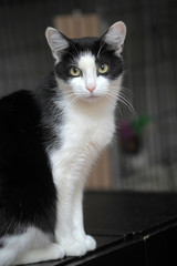 Obrazy na Plexi  Piękny czarno-biały portret kota