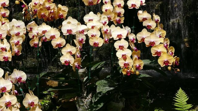 Orchids Phalaenopsis Doritaenopsis on the background of a waterfall.
