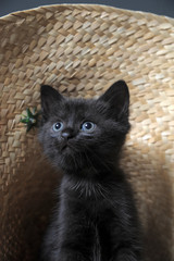 Black little kitten sitting down