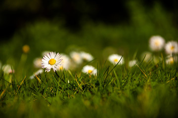 Daisies in spring on a grass carpet