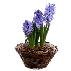 Glasschilderij Hyacint bloem samenstelling van blauwe hyacinten in rieten mand geïsoleerd op wit, Flower gift