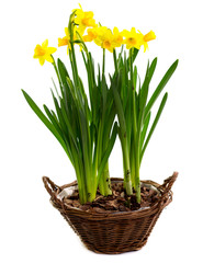 flower composition of Daffodils in wicker basket isolated on white, Flower gift