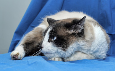 A Snowshoe Siamese cat