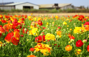 low angle Image of beautiful red and yellow spring flowers.