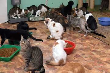 Many cats in the shelter