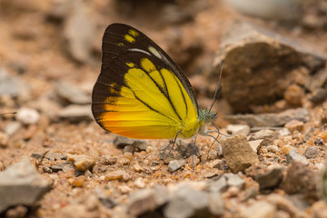 Butterfly on the ground