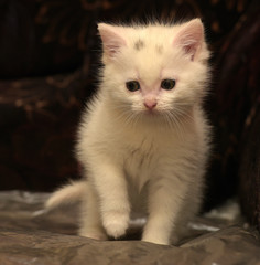 Obraz premium Little cute white kitten on a dark background